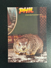 Load image into Gallery viewer, Punxsutawney Phil at Gobbler&#39;s Knob- Postcard